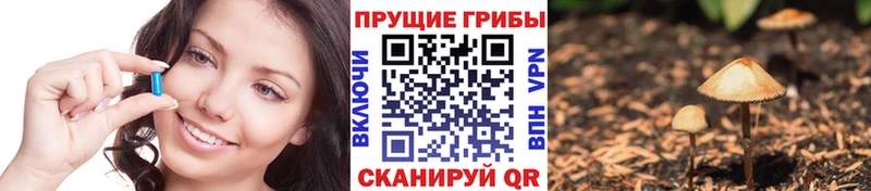 как найти наркотики  Касимов  Галлюциногенные грибы Psilocybine cubensis 